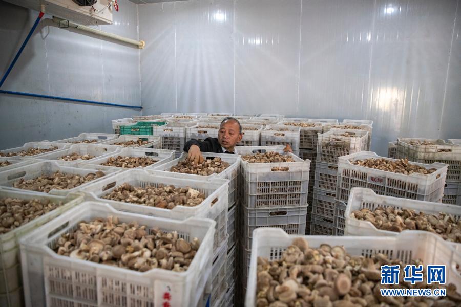 村民;城口县;联坪村;食用菌产业;沿河乡|重庆城口：食用菌产业助增收